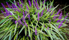 Grass Liriope Silvery Sunproof Variegata Lilyturf (gallon perennial) $17.99