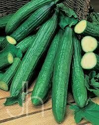 Cucumber Plant Burpless (4" vegetable pot)