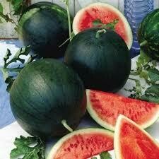 Watermelon Plant Sugar Baby (4" vegetable pot)