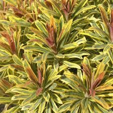 Euphorbia Ascot Rainbow Spurge (quart perennial) $9.99