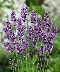 Perennial Lavender