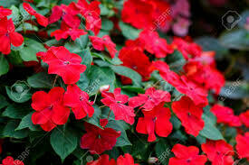 Impatiens Accent Red (3 pack)