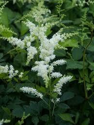Astilbe Bridal Veil False Spirea Gallon Perennial 17 99 Lancaster Greenhouse Nursery New Leaf Market Ohio Based Astilbe Bridal Veil False Spirea Gallon Perennial 17 99 Lancaster Greenhouse Nursery New Leaf Market Ohio Based