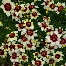 Coreopsis Red Hot Vanilla Sizzle & Spice Tickseed (gallon perennial) $17.99