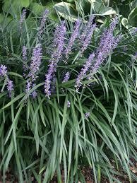 Grass Liriope BIG BLUE/Spicata/Royal Purple Lilyturf (gallon perennial) $17.99