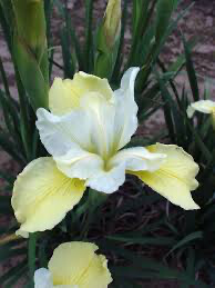 Iris Butter & Sugar Siberian (gallon perennial) $17.99