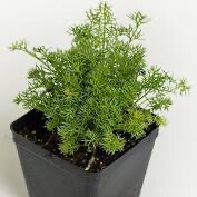 Chamomile German (3” herb pot)