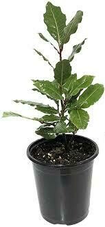 Bay Laurel Tree (6" herb pot) $15.99