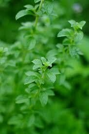 Mint Pennyroyal (3” herb pot)