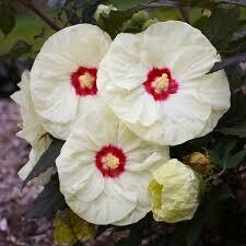 Hibiscus French Vanilla Summerific (2 gallon perennial) $35.99