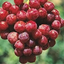 Grapes Reliance Seedless (2 gallon) $29.99