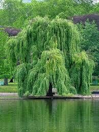 Willow Weeping Green (5 gallon) $159.99