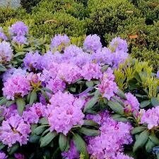 Rhododendron Purpuera Elegans $59.99