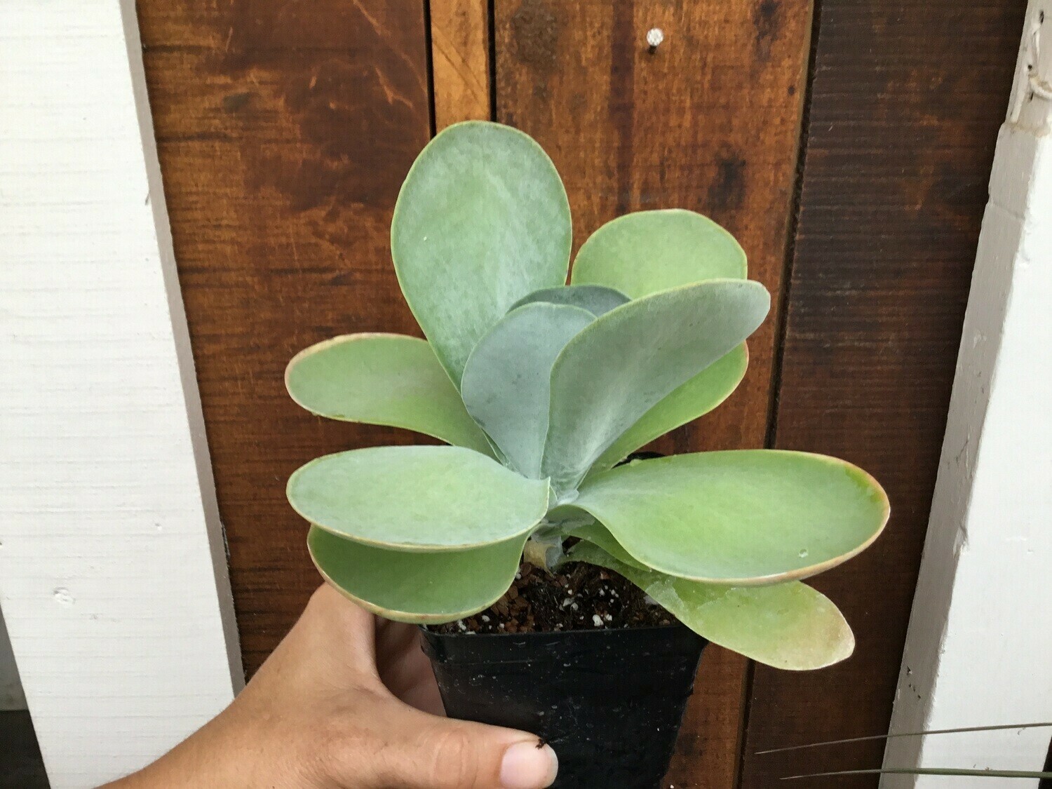 Kalanchoe thyrsiflora 'Paddle Plant' (3 1/2" pot succulent)