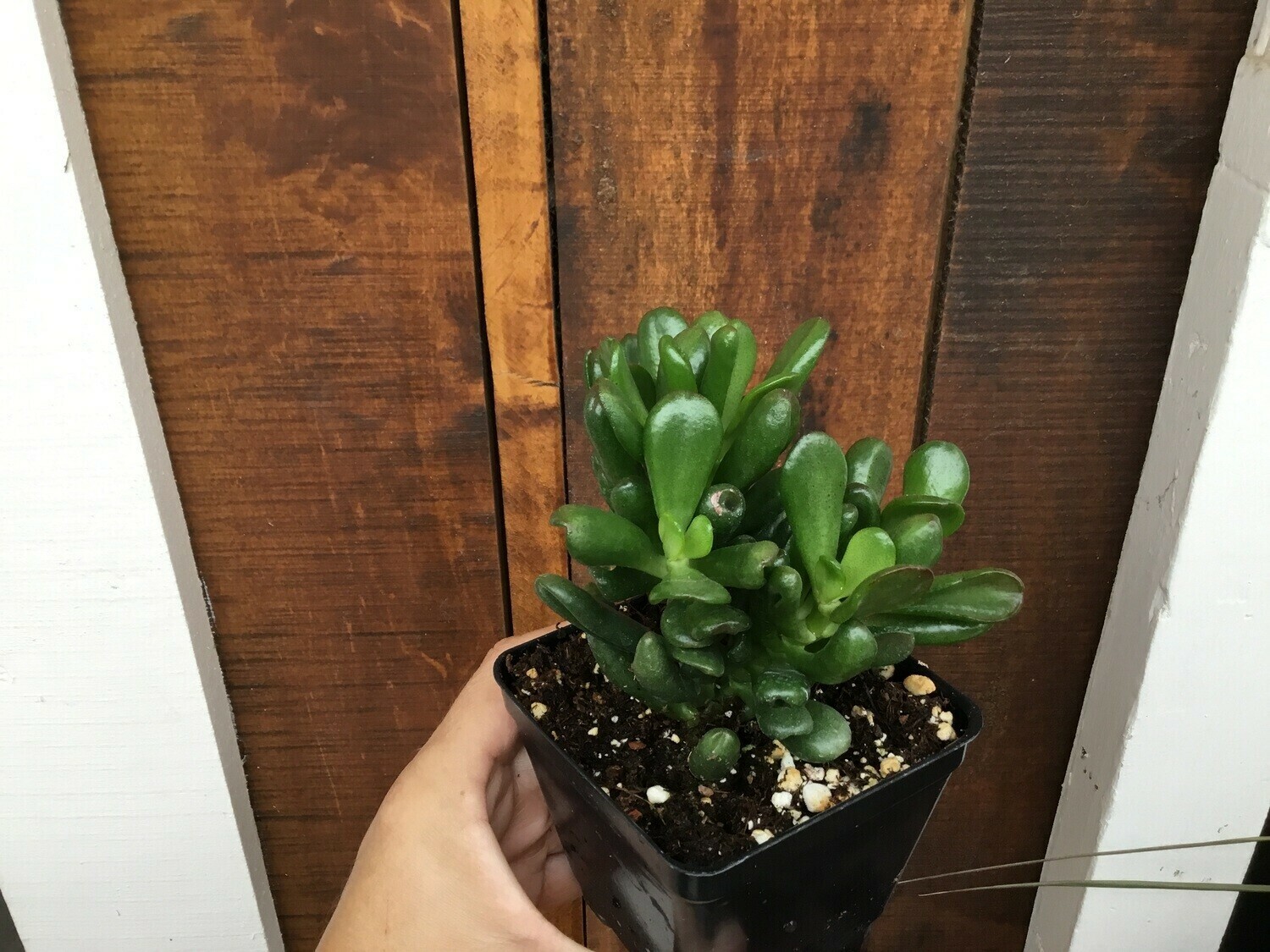 Crassula 'Hobbit' Jade (3 1/2" pot succulent)