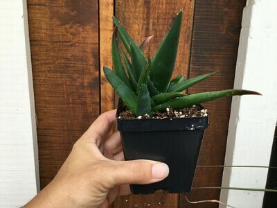 Haworthia pentagona (3 1/2" pot succulent)