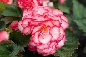 PW Begonia Nonstop Rose Petticoat (quart pot)