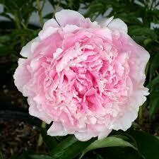 Paeonia Sarah Bernhardt Peony (pink) (9" pot perennial) $35.99