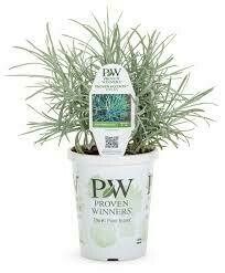 PW Helichrysum Icicles (quart pot)