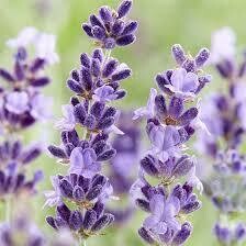 Lavandula Hidcote Lavender (quart perennial) $9.99