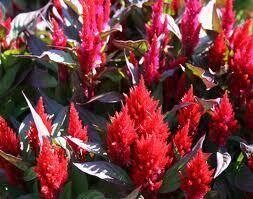 Celosia NEW Look Red (3 pack)