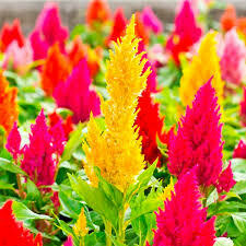 Celosia FRESH Look Mix Colors (3 pack)