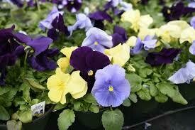Pansy Tricolor Mix (3 pack)