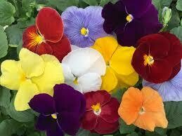 Pansy ALL Colors Mix (3 pack)