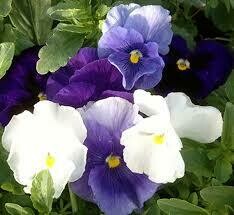 Pansy Cool Water Mix (3 pack)