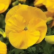 Pansy Pure YELLOW (3 pack)