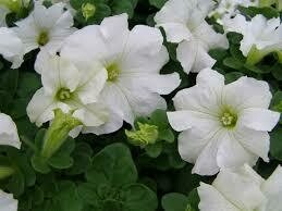 .Petunia White Dreams Tritunia (3 pack)