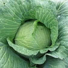 Cabbage Plant Late Season Flat Dutch (3 pack vegetable)