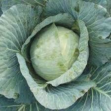 Cabbage Plant Mid Season Copenhagen (3 pack vegetable)