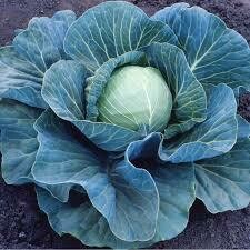 Cabbage Plant Stonehead Early Season (3 pack vegetable)