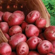 Seed Potatoes Pontiac Red (approx 3 lb bag) $9.99
