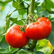 Tomato Plant Burpee Delicious (gallon vegetable pot)