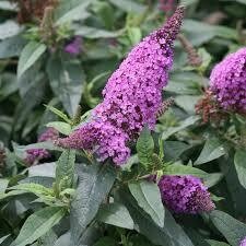 Buddleia Pugster Periwinkle Butterfly Bush (3 gallon) $49.99