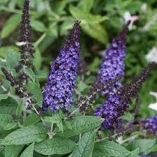 Buddleia Pugster Blue Butterfly Bush (2 or 3 gallon) $49.99