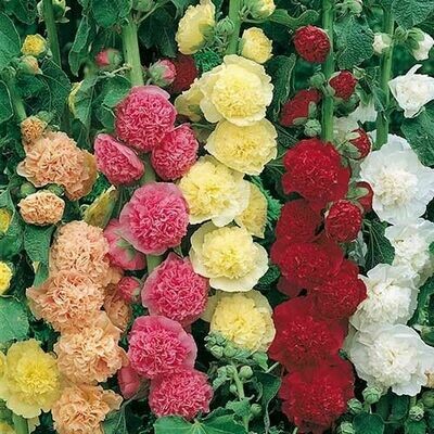 Alcea Chater's Double Mix Hollyhock (quart perennial) $9.99