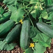 Cucumber Plant Bush Crop (4" vegetable pot)