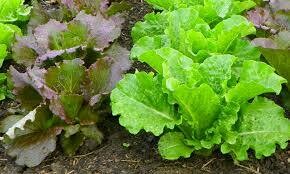 Lettuce, Arugula, and Kale Plants