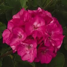 Geranium Rose Pink/ Patriot Cherry Rose Americana (4 1/2" pot)