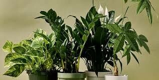 Indoor Plants Foliage & House Plants