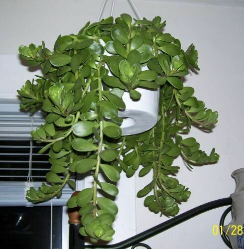 Senecio jacobsenii 'Trailing Jade' (3 1/2" pot succulent)