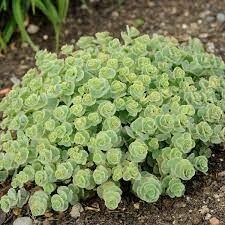 Sedum sieboldii Stonecrop (quart perennial) $9.99