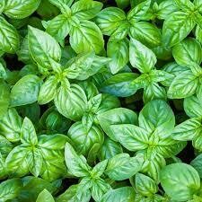 Basil Fino Verde (3" herb pot)