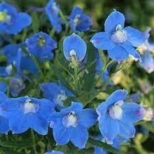 Delphinium Summer BLUES (quart perennial) $9.99