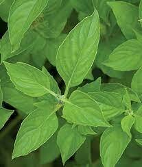 Basil Lime (3" herb pot)