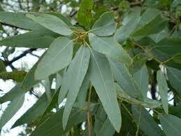 Eucalyptus Lemon Scented Gum (3