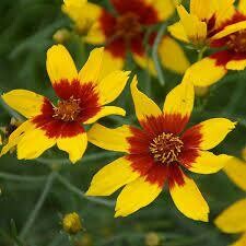 Coreopsis Curry Up Sizzle & Spice Tickseed (gallon perennial) $17.99